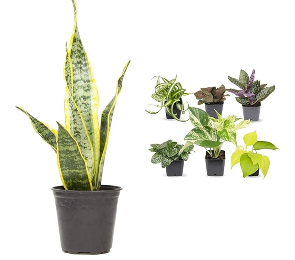 A few snake plants